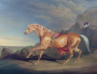 De Arabier van meneer Alfred Bonar, Dare Devil